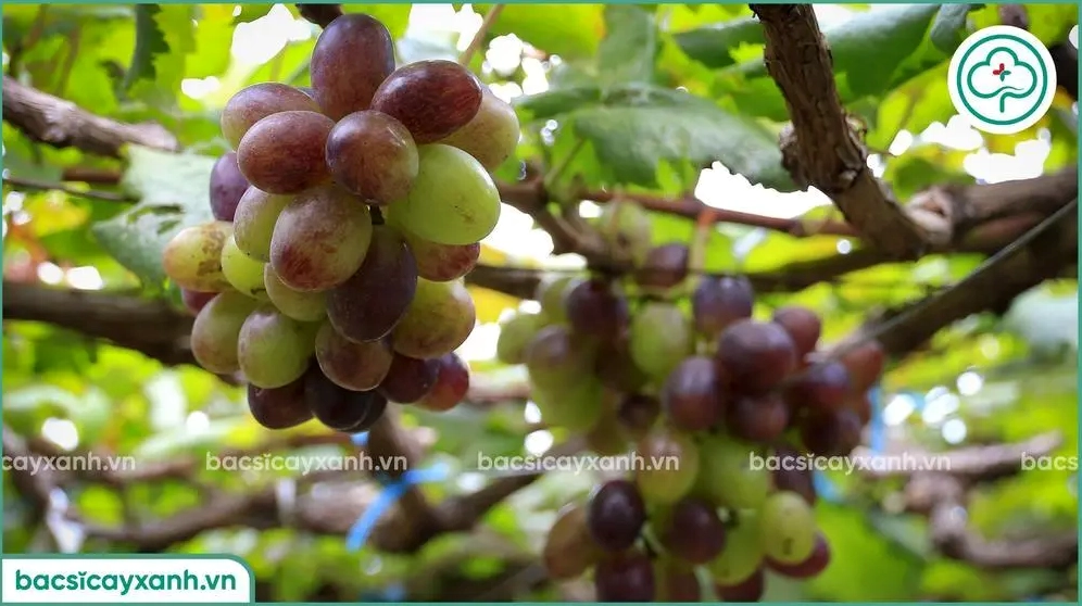 Vườn Cây Nho cho quả thể hiện giá trị kinh tế và vẻ đẹp trù phú của cây ăn trái