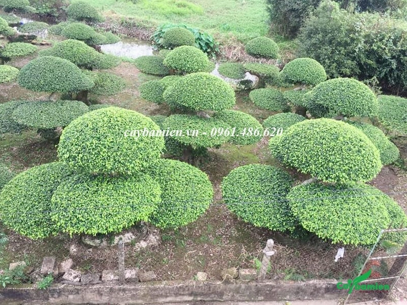 Vườn Cây Sanh Nam Điền trồng lâu năm với tán được nuôi dưỡng kỹ lưỡng xanh dày và đẹp