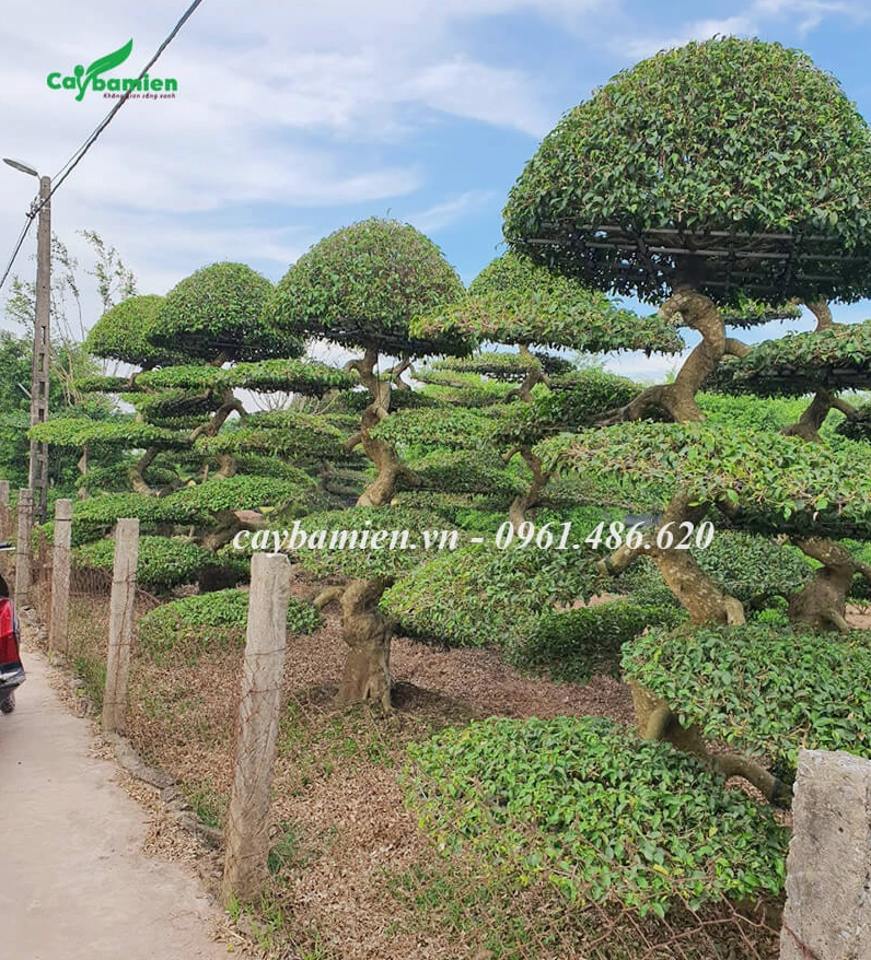 Vườn Cây Sanh Nam Điền với hàng loạt tán tròn gọn đều nhau tạo nên khung cảnh xanh mướt đẹp mắt