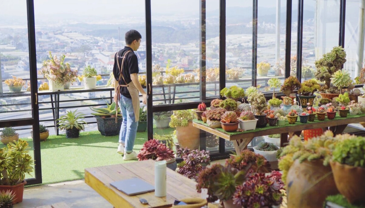 Vườn Cây Sen Đá tại Đà Lạt trải rộng với nhiều chậu cây mọng nước xanh mát dưới ánh sáng dịu