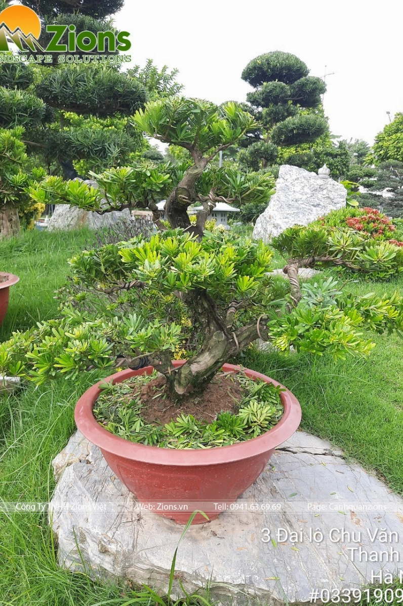 Vườn Cây Tùng Kim Cương xanh mướt xếp hàng ngay ngắn tạo nên khung cảnh thanh lịch và ấn tượng