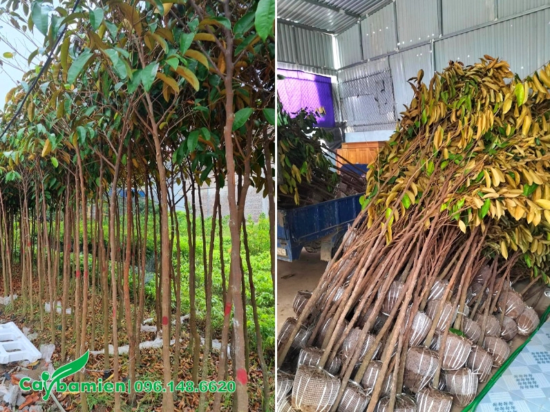 Vườn cây vú sữa giống cao từ 2 đến 2,5m xếp đều hàng, lá xanh non đầy sức sống