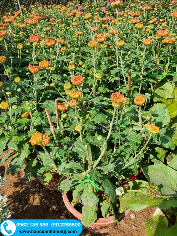 Vườn cúc đại đóa nhiều màu nở rực tạo nên khung cảnh lễ hội đầy sức sống