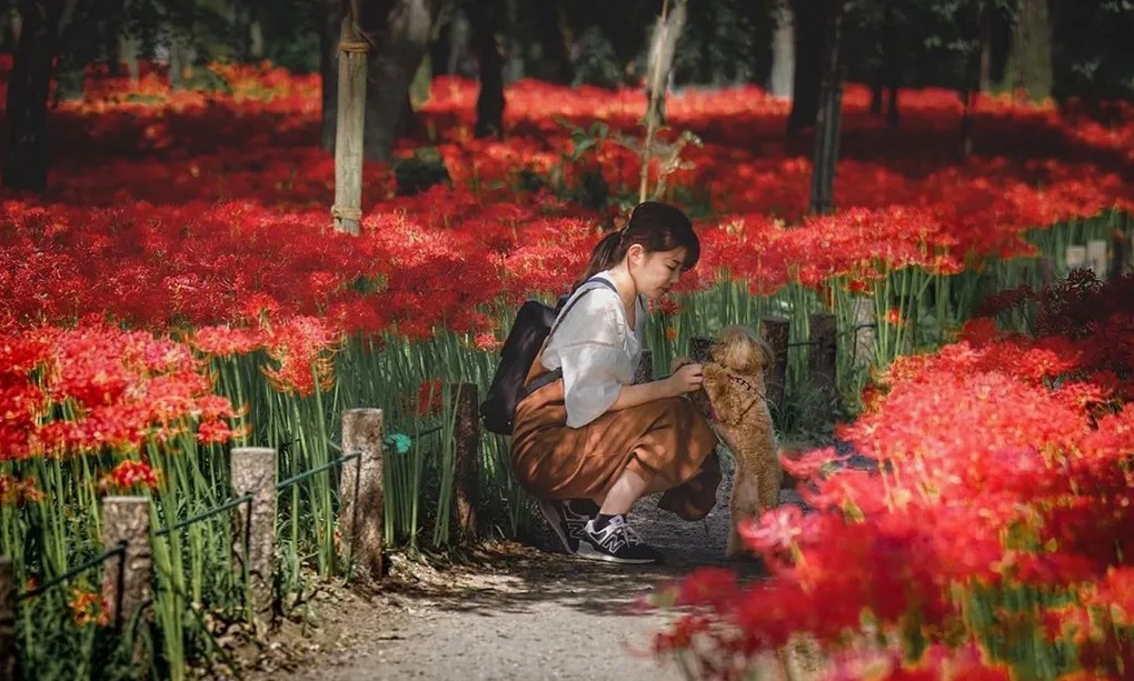 Vườn Hoa Bỉ Ngạn sinh động với nhiều khóm hoa nở dày tạo nên cảnh quan cuốn hút