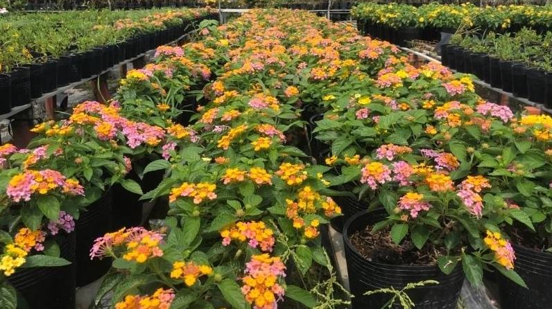 Vườn Hoa Ngũ Sắc trải rộng với nhiều bụi cây nở đều tạo thành khung cảnh đầy màu sắc