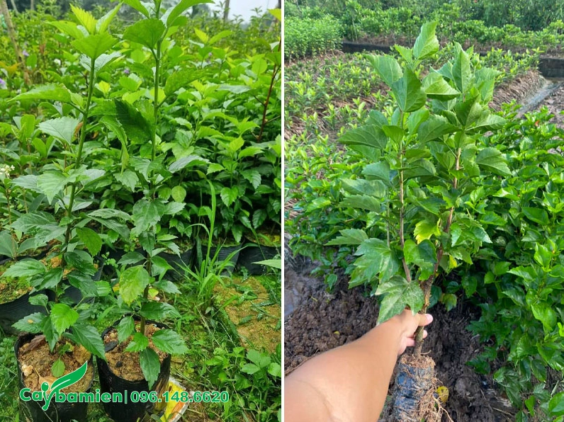 Vườn nhân giống hàng loạt cây Dâm Bụt với mật độ đều nhau và lá xanh non khỏe mạnh