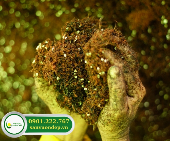 Vườn rau trên sân thượng được sắp xếp hợp lý với luống trồng gọn gàng và sắc xanh tươi non