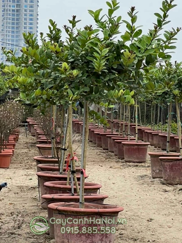 Vườn ươm cây Chanh Tứ Quý với hàng cây phát triển khỏe mạnh