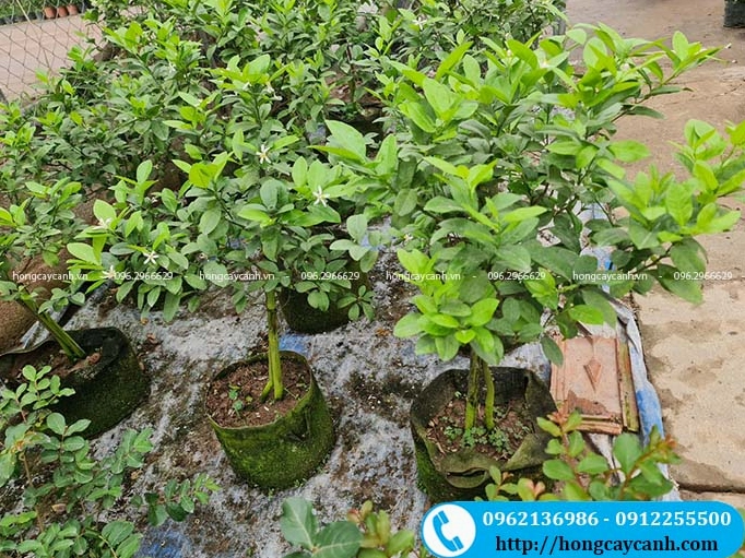 Vườn ươm nhiều cây chanh xanh tốt xếp hàng ngay ngắn dưới ánh sáng tự nhiên