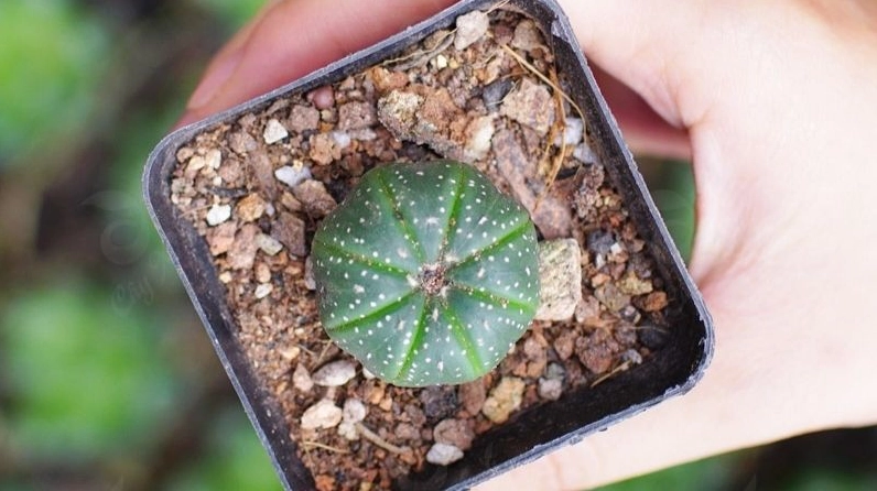 Xương rồng Aster dáng tròn thấp với các múi xanh xếp đều như ngôi sao nhỏ