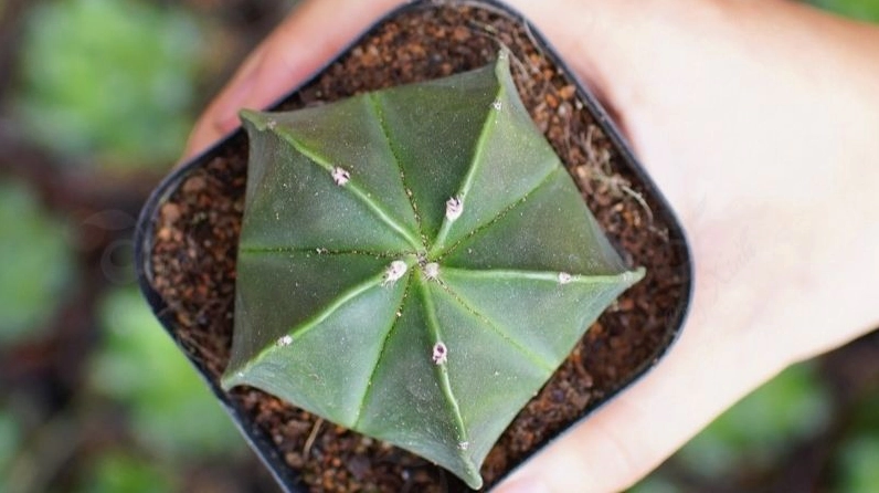 Xương rồng Astro thân tròn xanh xám với những đường gân nổi mềm mại