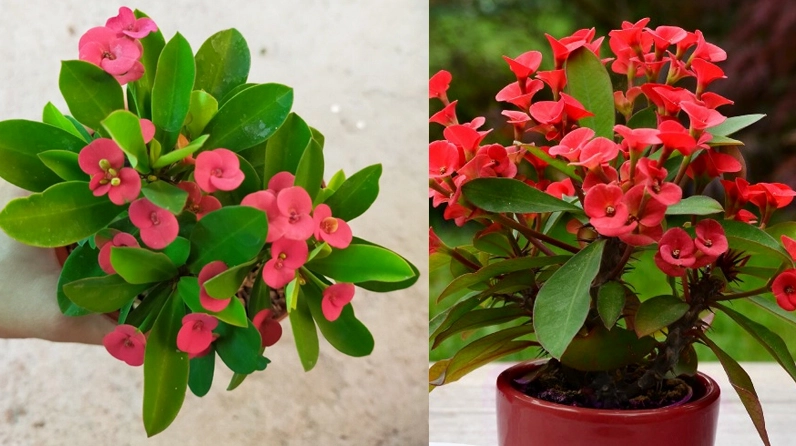 Xương Rồng bát tiên đỏ dễ chăm sóc với hoa nhỏ bền màu