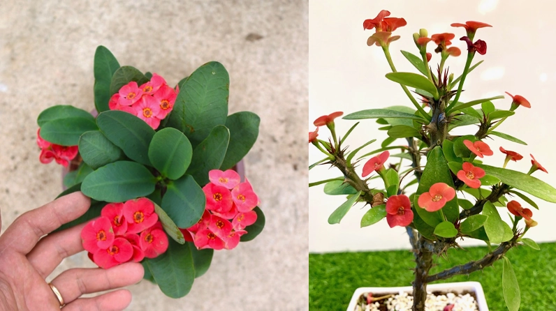 Xương Rồng bát tiên đỏ hài hòa với nhiều mệnh nhờ sắc hoa tươi ấm