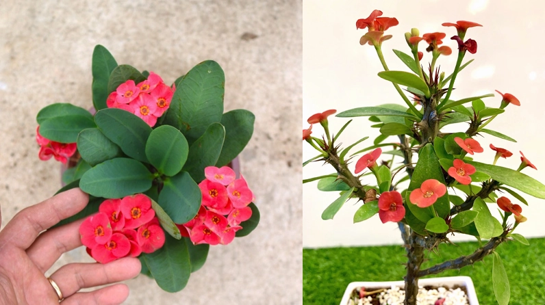 Xương Rồng bát tiên đỏ mang dáng vẻ phong thủy mạnh mẽ và tươi sáng