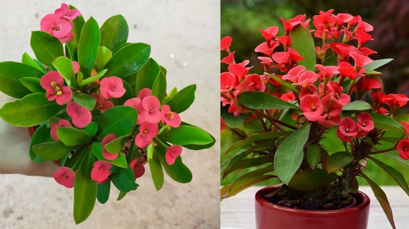 Xương Rồng bát tiên đỏ nở hoa trên dáng cây nhỏ gọn dễ chăm sóc
