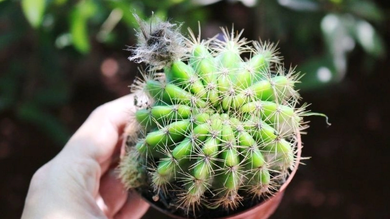 Xương rồng bí xanh có thân tròn xanh đậm với các múi căng mọng như quả bí nhỏ