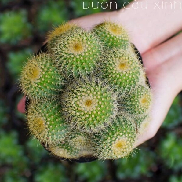 Xương rồng bóng vàng bụi gồm nhiều thân cầu nhỏ chen nhau tạo thành cụm xanh vàng rực rỡ