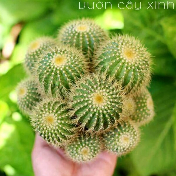Xương rồng bóng vàng bụi mini có sắc xanh tươi và gai vàng nổi rõ trên nền ảnh sáng