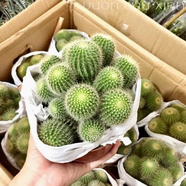 Xương rồng bóng vàng bụi mini với các thân cầu xanh vàng mọc sát nhau trong chậu nhỏ