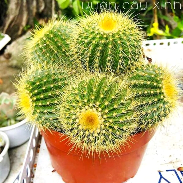 Xương rồng bóng vàng bụi phát triển thành cụm tròn đẹp với nhiều thân nhỏ đều màu