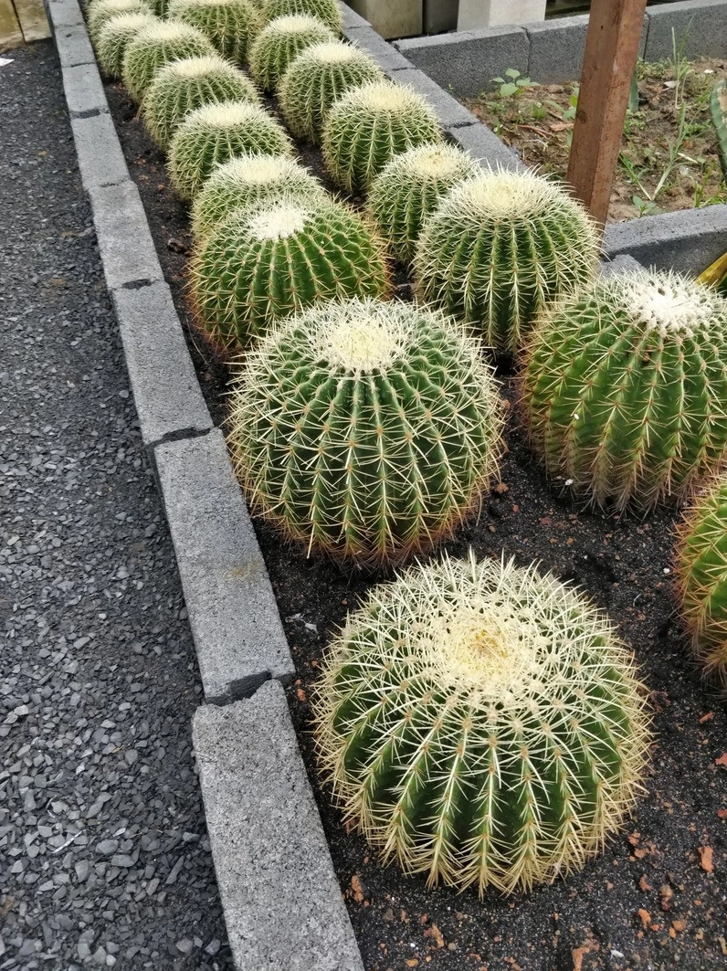 Xương Rồng Bóng Vàng dáng cầu xanh mướt với lớp gai vàng óng nổi bật dưới ánh sáng tự nhiên