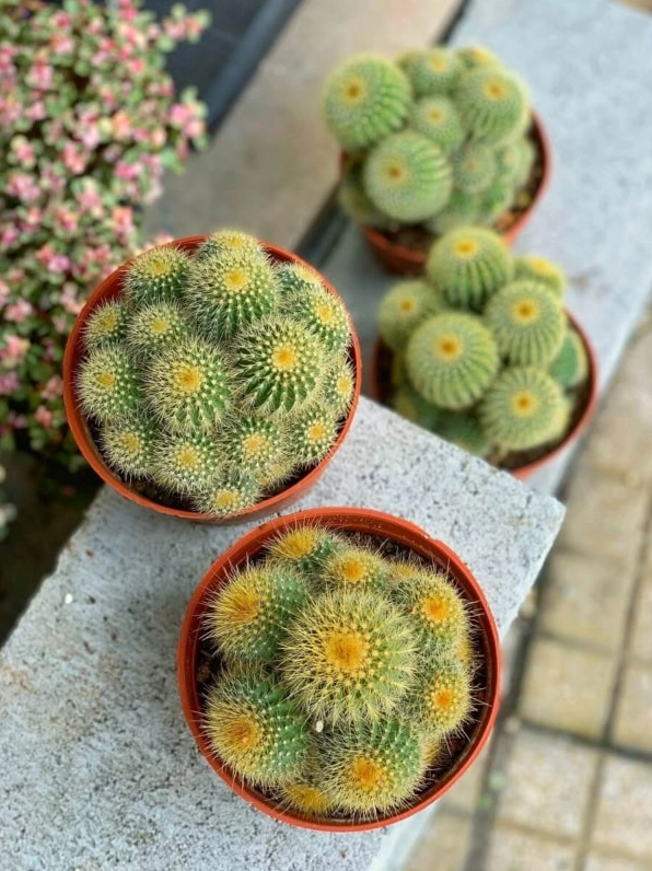 Xương Rồng Bóng Vàng dạng chùm kích thước nhỏ với nhiều thân tròn phủ gai vàng tươi