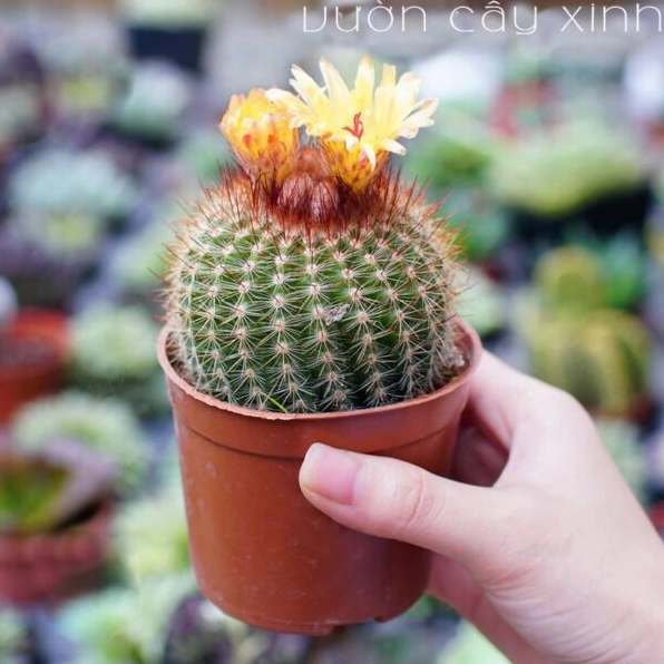 Xương rồng bóng vàng mini dáng tròn nhỏ gọn với gai vàng phủ đều trên thân xanh
