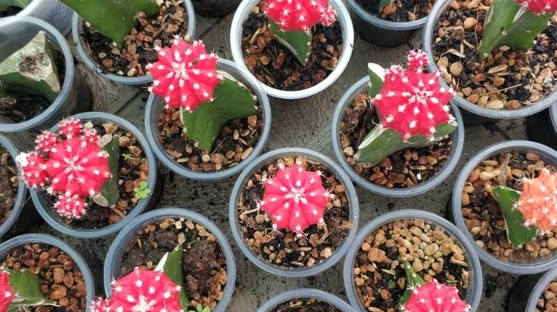 Xương rồng hồng ngọc có phần đỉnh tròn nhiều màu nổi bật trên thân xanh