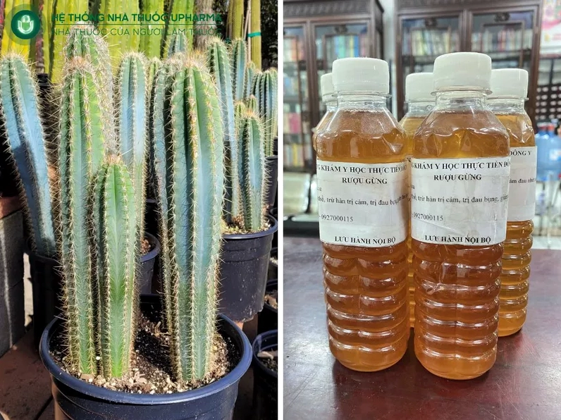 Xương rồng kết hợp rượu gừng trong bối cảnh dân gian với sắc nâu ấm và xanh lá