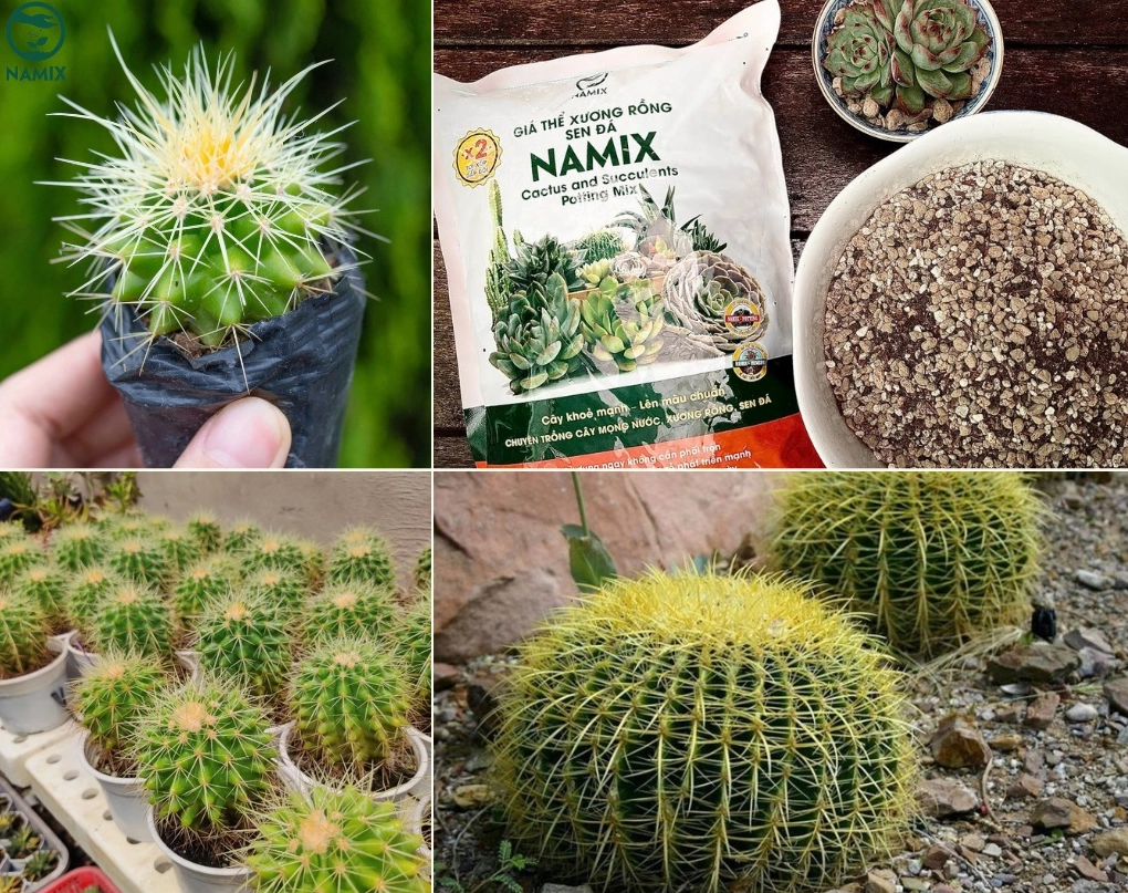 Xương Rồng Kim Hổ được trồng trong chậu với bề mặt giá thể thoáng và sạch