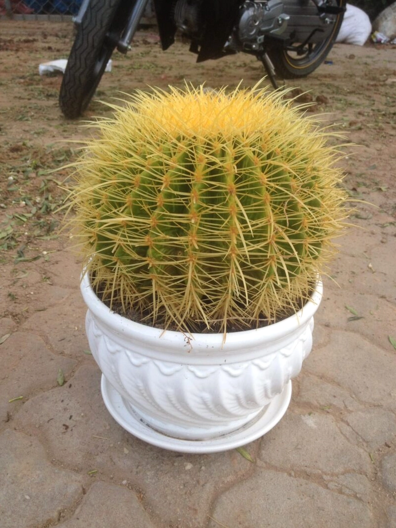 Xương Rồng Kim Hổ vàng size đại chụp dọc với dáng cây chắc khỏe và gai nổi bật