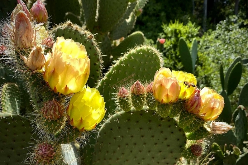 Xương rồng Prickly Pear trong ánh sáng tự nhiên với mảng xanh mọng và gai thưa