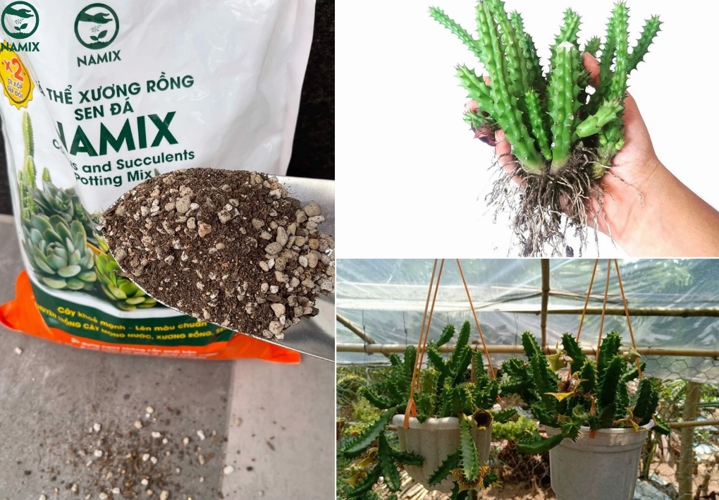 Xương Rồng Sao Biển được trồng trong giá thể thoáng với dáng cây khỏe và màu xanh tươi