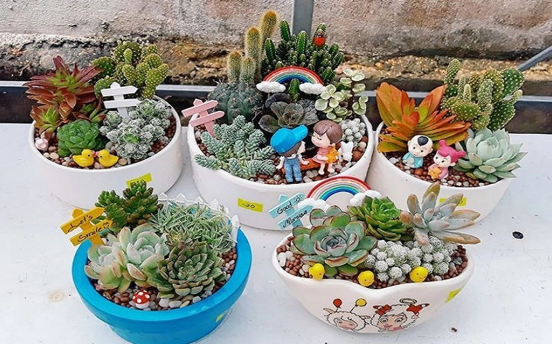 Xương rồng sen đá có dáng rosette xanh mọng giống bông hoa nhỏ