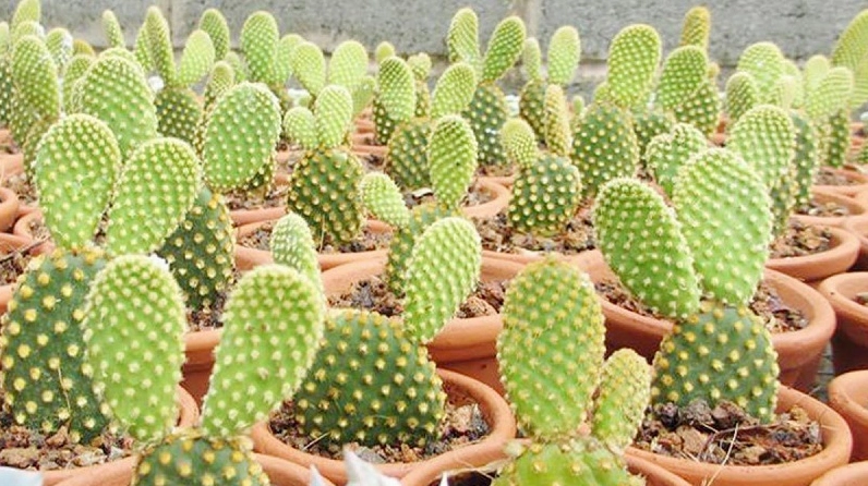 Xương rồng tai thỏ có dáng phiến tròn đáng yêu với gai nhỏ phủ đều trên bề mặt