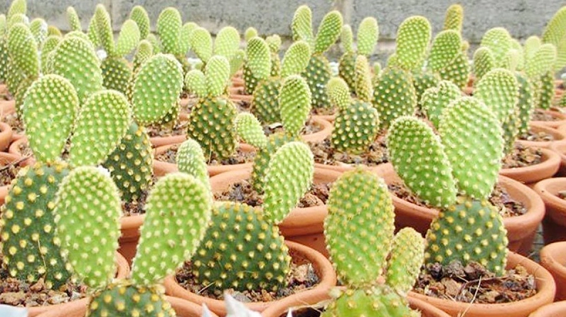 Xương rồng tai thỏ có phiến dẹt xanh và các chấm gai nhỏ đáng yêu