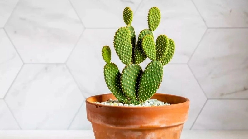 Xương rồng tai thỏ mini với phiến xanh dẹt và gai vàng mềm trong chậu trang trí