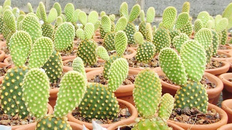 Xương rồng Tai Thỏ với hai nhánh tròn mềm mại và bông hoa nổi bật trong ánh sáng tươi