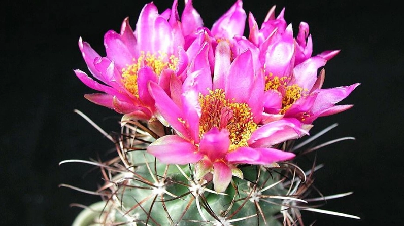 Xương rồng tượng trưng cho tình yêu bền bỉ qua dáng cây nhỏ xanh tươi