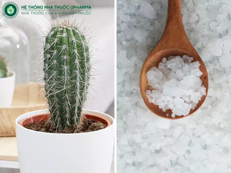 Xương rồng và muối trắng đặt cạnh nhau trong khung ảnh dân gian mộc mạc