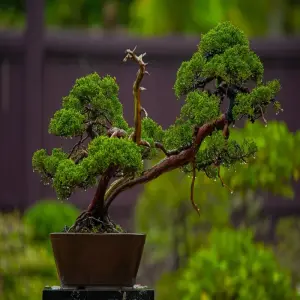 Những kiệt tác nghệ thuật bonsai đẹp mãn nhãn