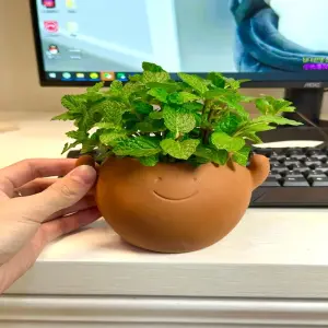 Ngắm ảnh cây Bạc Hà cảnh nhỏ thơm mát dễ trồng tại nhà