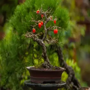 Nghệ thuật tạo tác cây bonsai mang lại không gian đẳng cấp