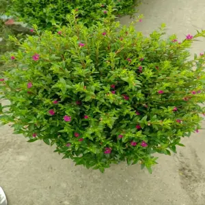 Ngắm nhìn ảnh cây Cẩm Tú Mai đẹp nhẹ nhàng cuốn hút