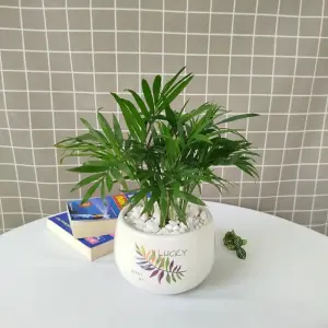 Cây Cau Tiểu Trâm phù hợp trang trí văn phòng