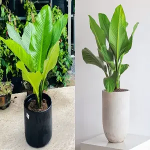 Xem ngay các ảnh Cây Đại Phú Gia phong thủy cực hút mắt