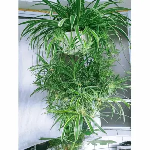 88+ hình ảnh cây Dây Nhện mini phù hợp mọi không gian