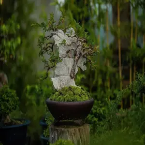 Nghệ thuật tạo hình cây du bonsai đẹp cuốn hút mọi ánh nhìn