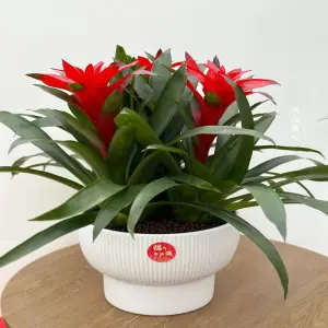 Cây dứa cảnh nến lựa chọn mới cho không gian sống