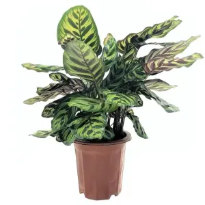 Tuyển tập ảnh Cây Đuôi Công phong thủy mang lại tài lộc